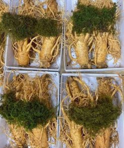 Alternative view of NHÂN SÂM TƯƠI